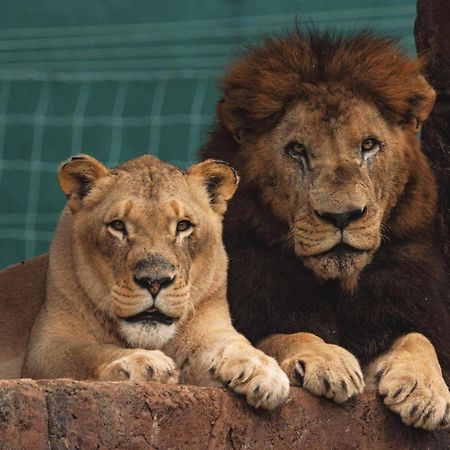 Lions View Accommodation Mbombela ภายนอก รูปภาพ