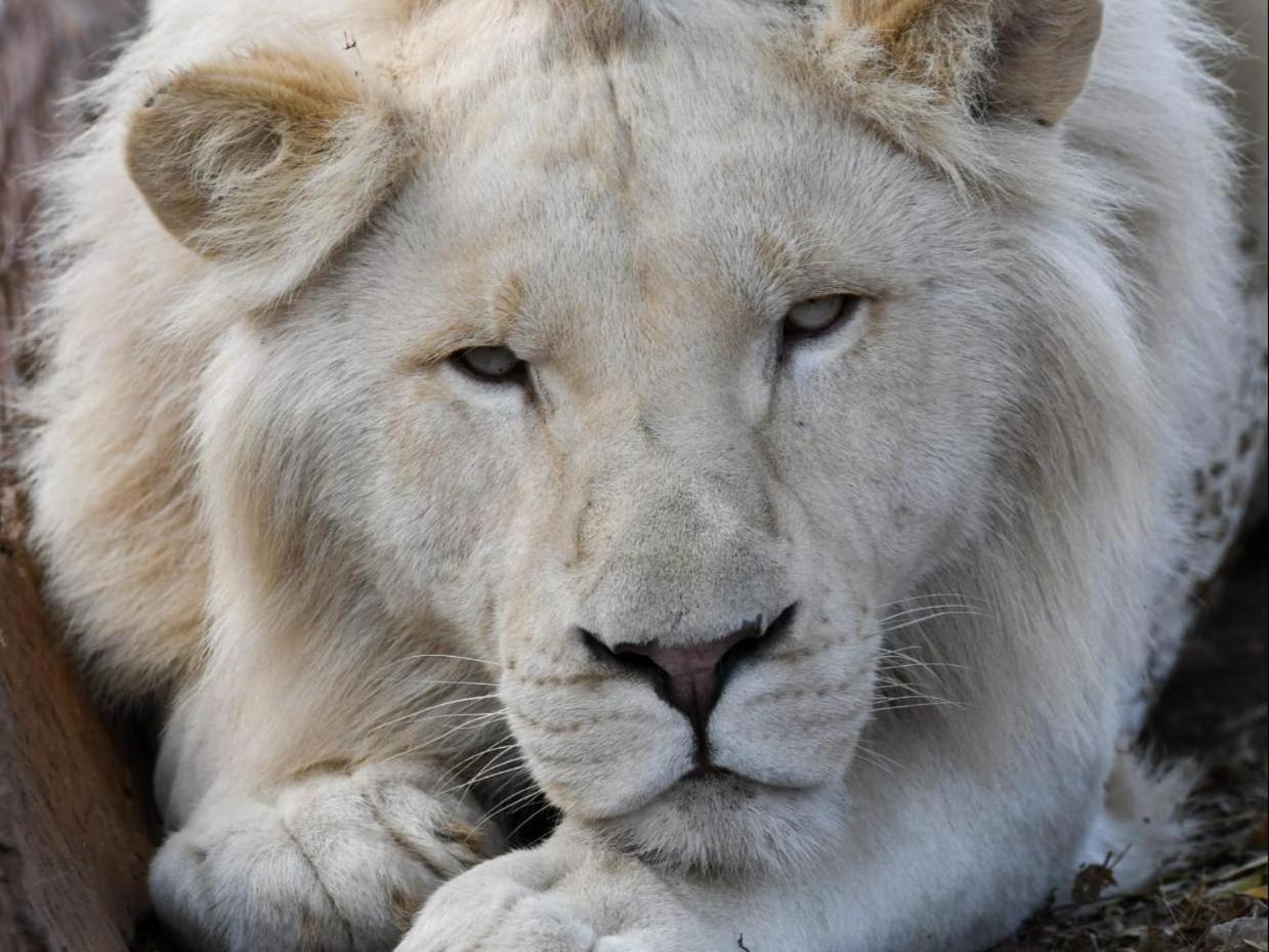 Lions View Accommodation Mbombela ภายนอก รูปภาพ