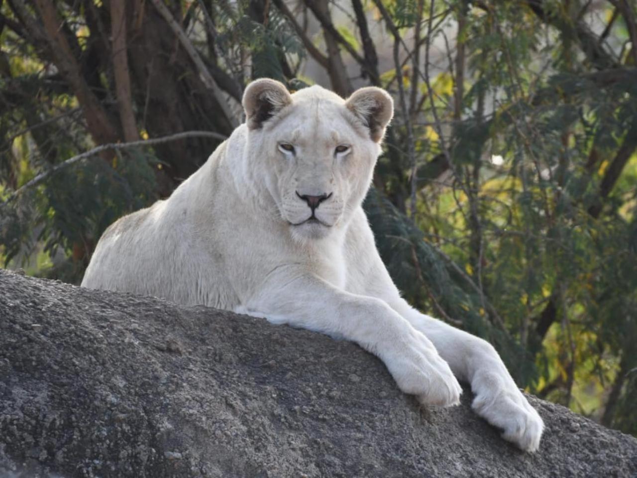 Lions View Accommodation Mbombela ภายนอก รูปภาพ