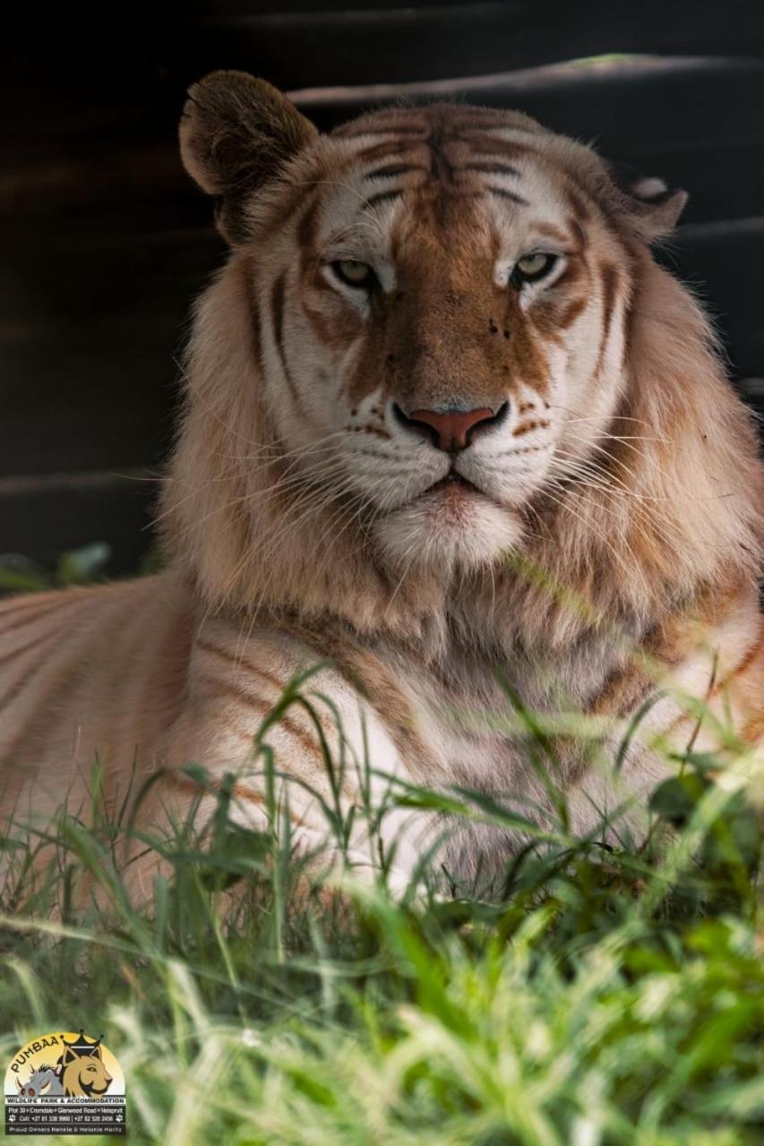Lions View Accommodation Mbombela ภายนอก รูปภาพ