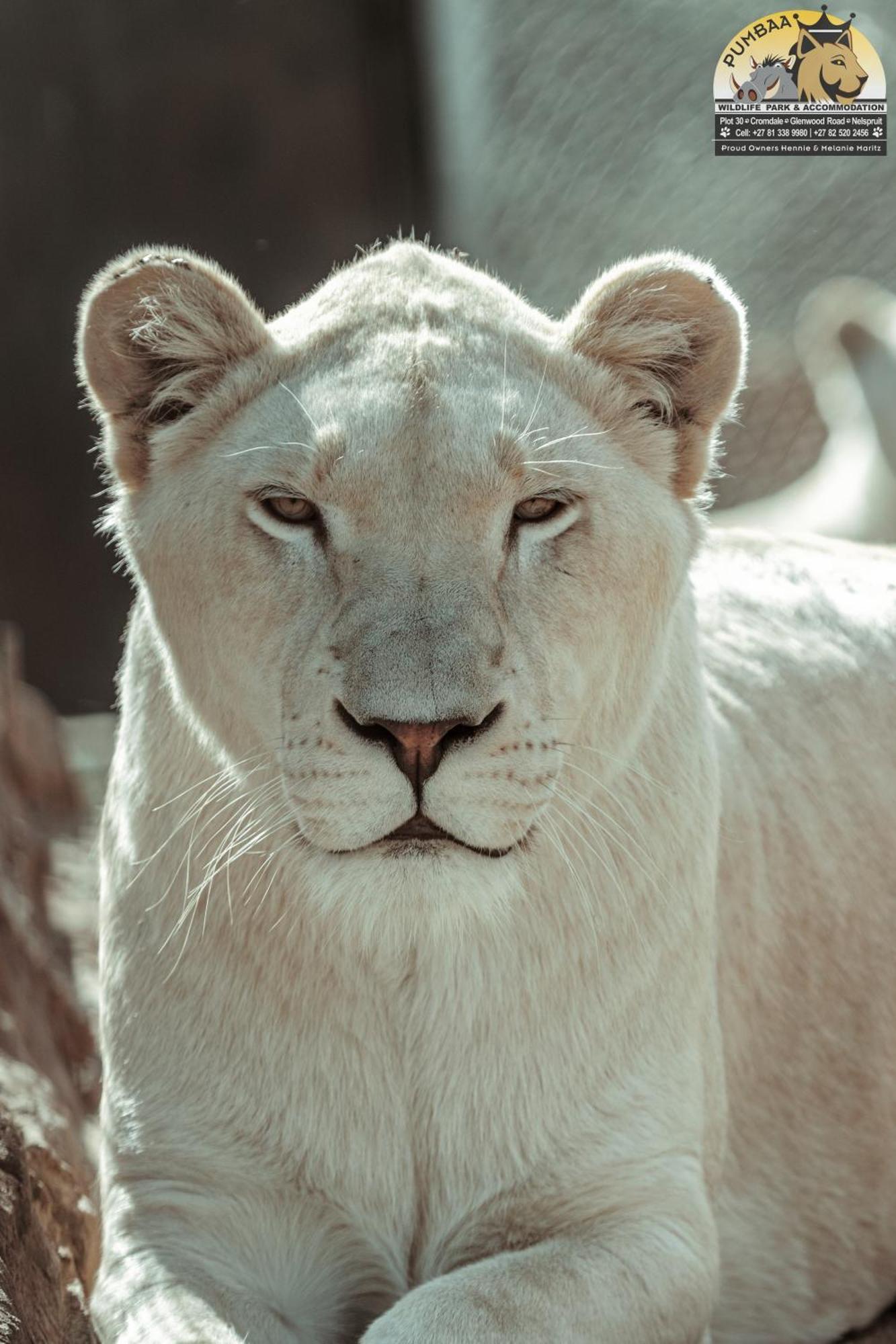 Lions View Accommodation Mbombela ภายนอก รูปภาพ