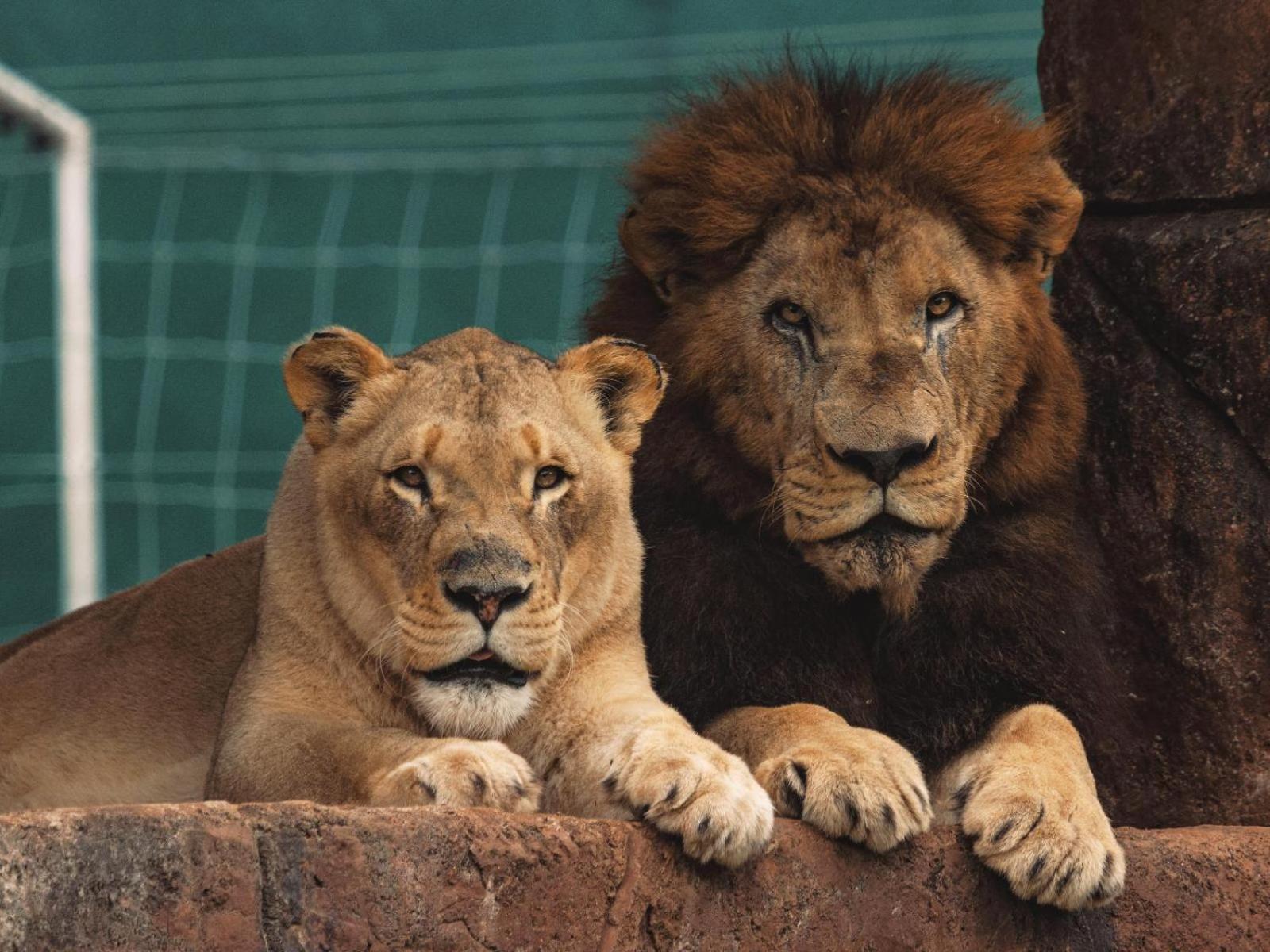 Lions View Accommodation Mbombela ภายนอก รูปภาพ