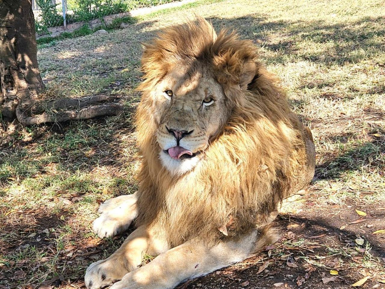 Lions View Accommodation Mbombela ภายนอก รูปภาพ